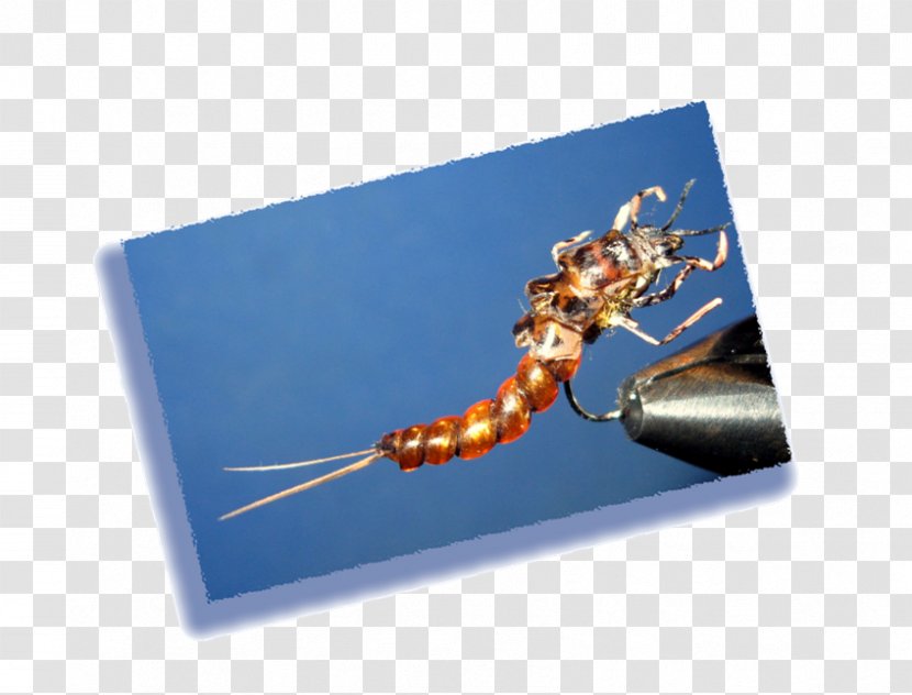 Insect Membrane - Come Back Transparent PNG