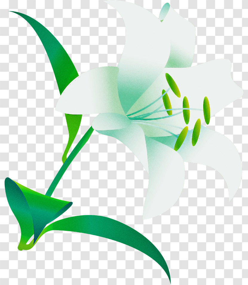 Lily Flower Transparent PNG