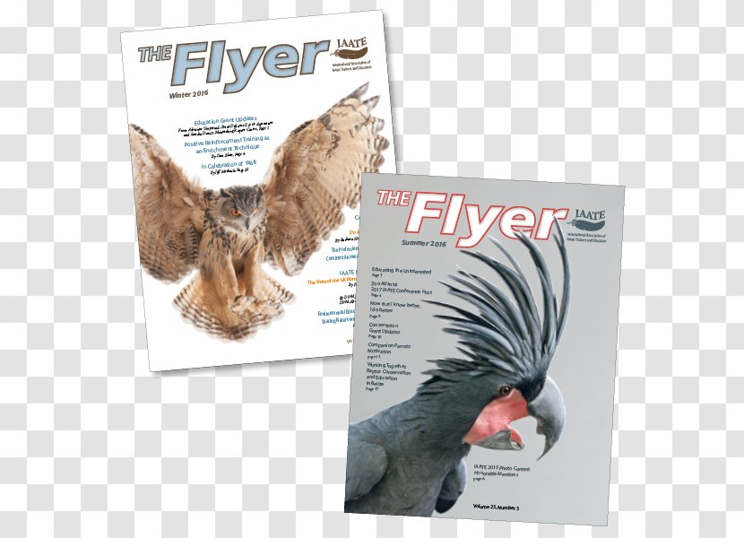 Crow Creative Publication Organization Printing Book - Fauna - Unique Flyer Transparent PNG