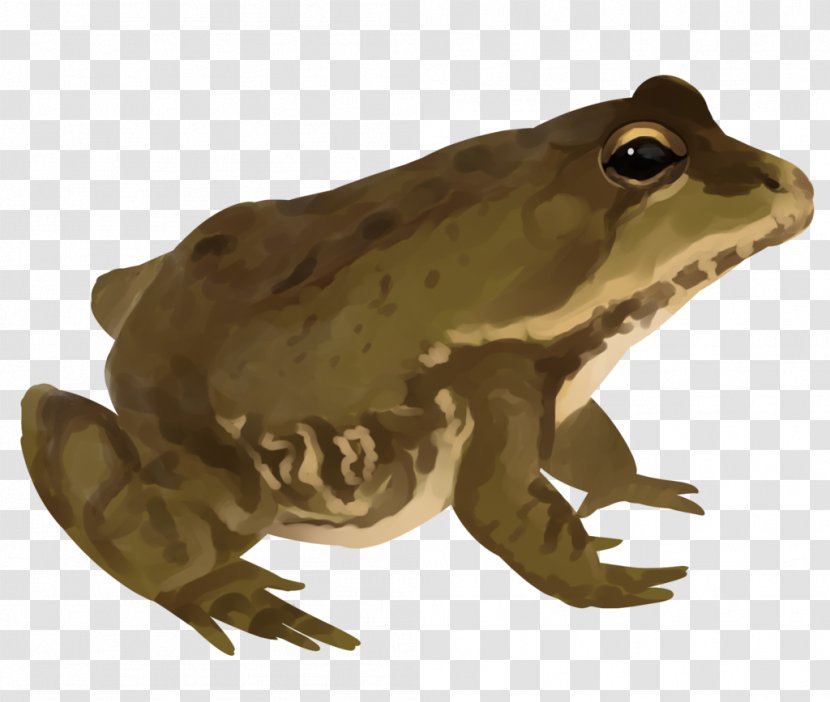 American Bullfrog Artist Frogger - True Frog Transparent PNG