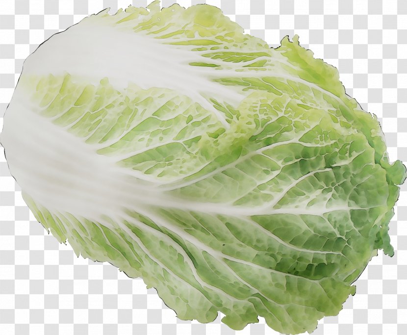 Romaine Lettuce Collard Greens Spring Cruciferous Vegetables Savoy Cabbage - Leaf Vegetable Transparent PNG