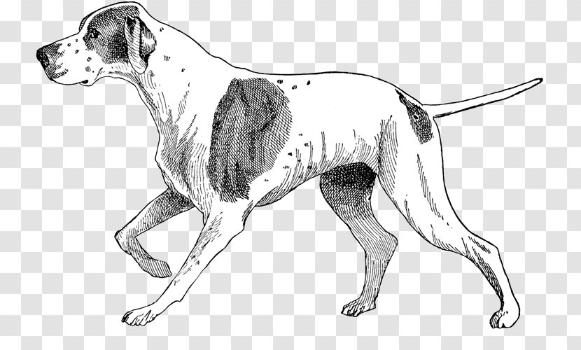 Old Danish Pointer English Foxhound American Dog Breed Harrier - People With Animals Transparent PNG
