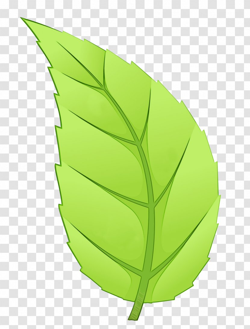 Banana Leaf - Watercolor - Plant Transparent PNG