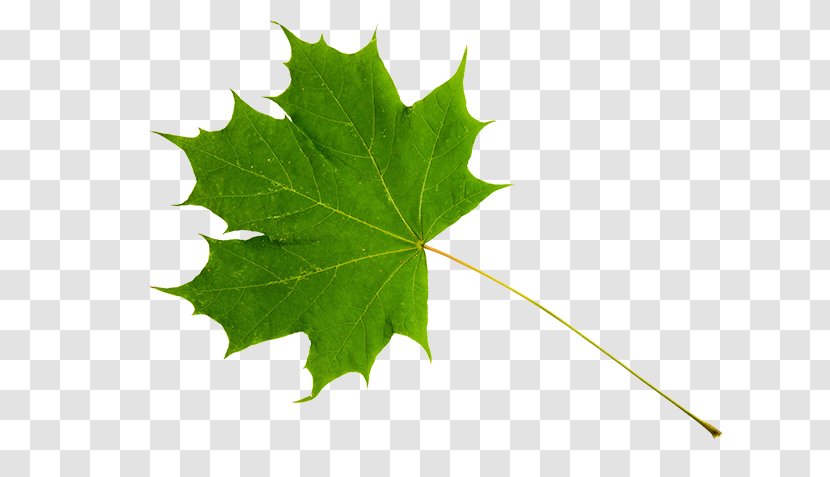 Maple Leaf Red Sugar Green - Stock Photography Transparent PNG