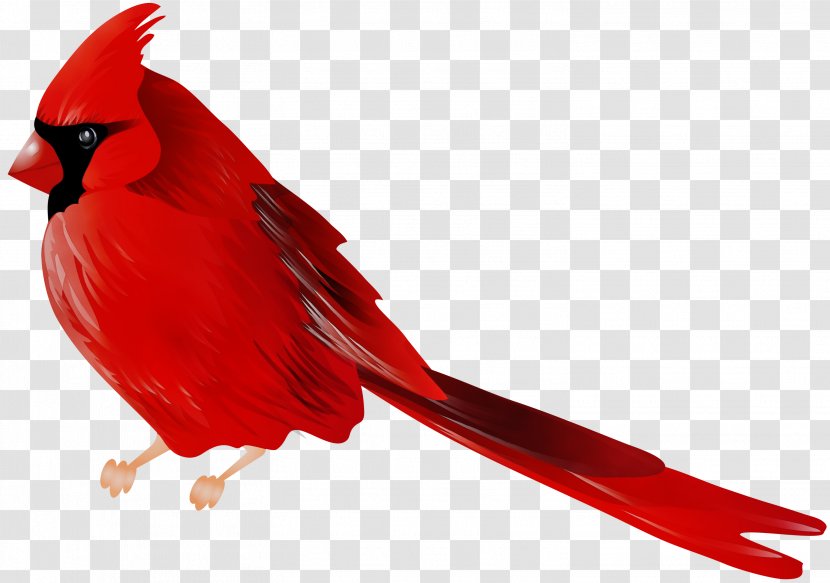 Bird Northern Cardinal Clip Art - Passerine - Finches Transparent PNG