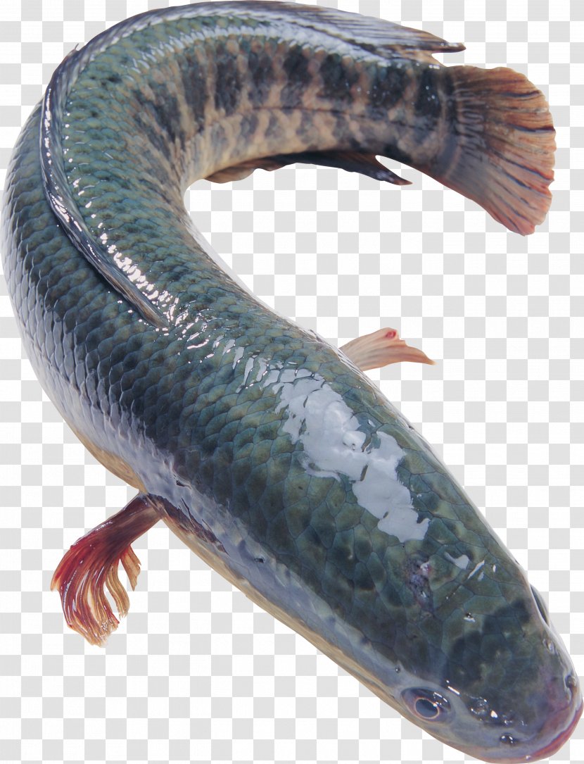 Northern Snakehead Blotched Fish Food Flathead Grey Mullet Transparent PNG