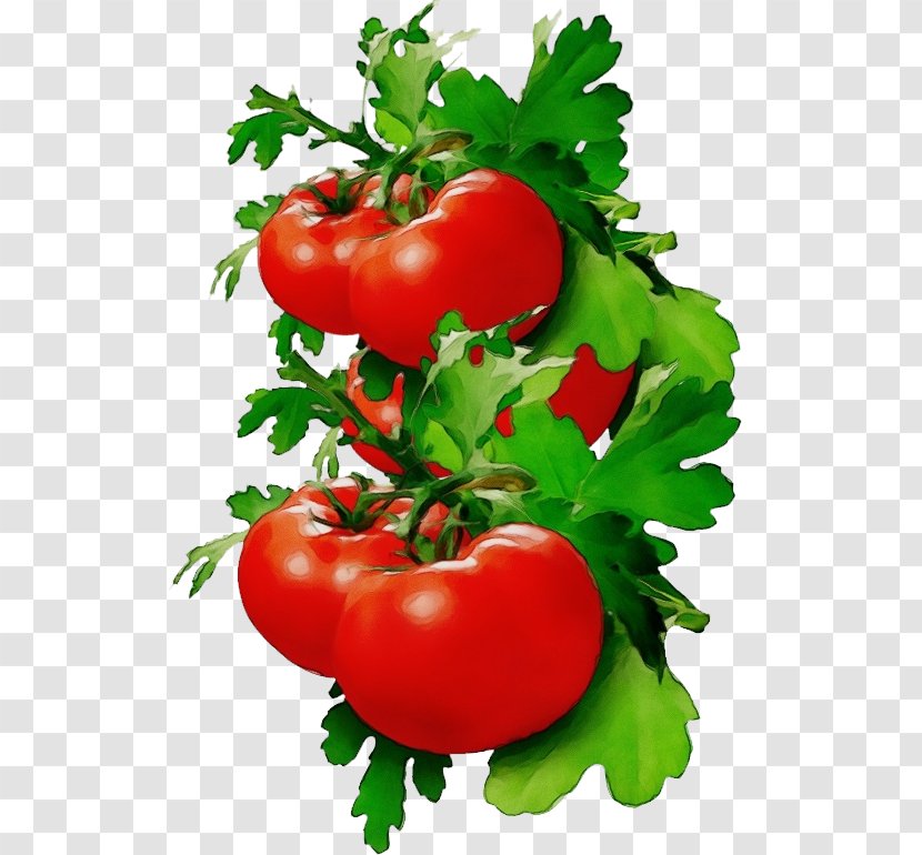 Tomato - Wet Ink - Cherry Tomatoes Fruit Transparent PNG