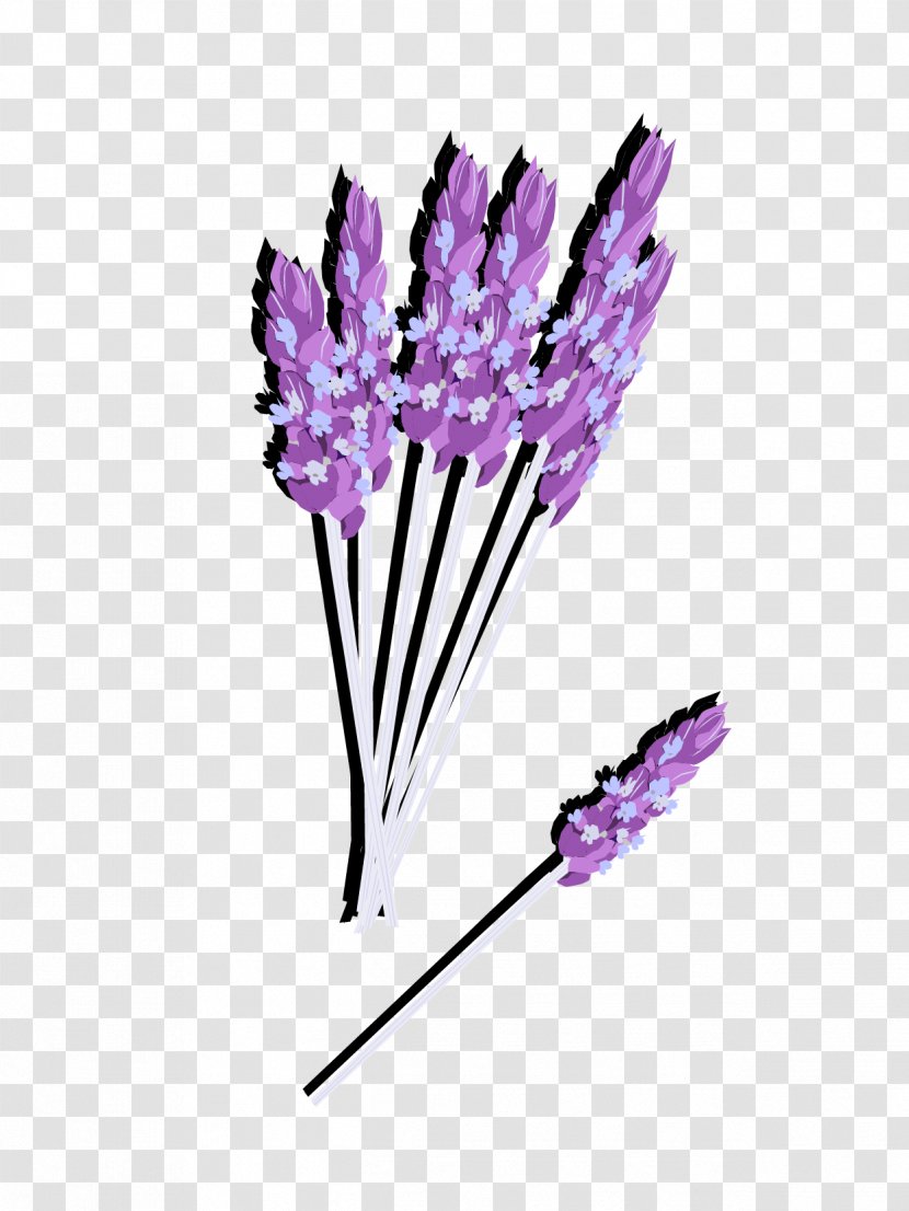 English Lavender Euclidean Vector Flower Violet - Bouquet Transparent PNG