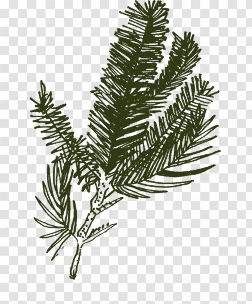 Black And White Flower - Colorado Spruce - Ferns Horsetails Cypress Family Transparent PNG