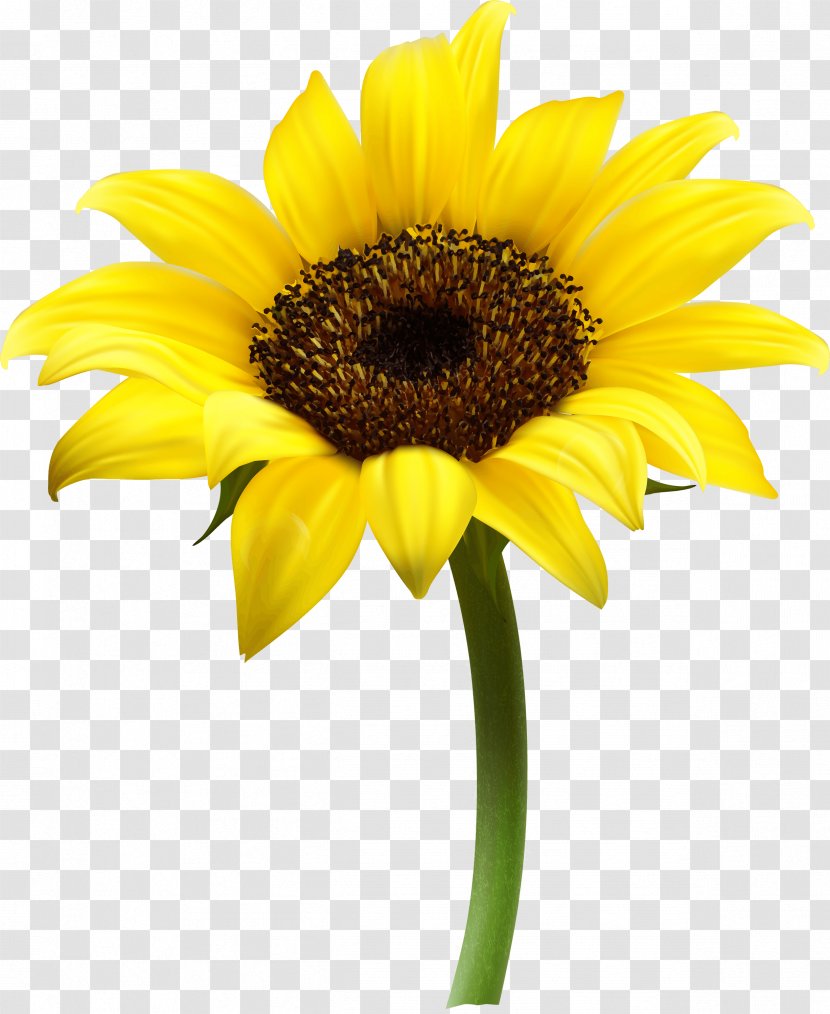 Common Sunflower Clip Art Transparent PNG