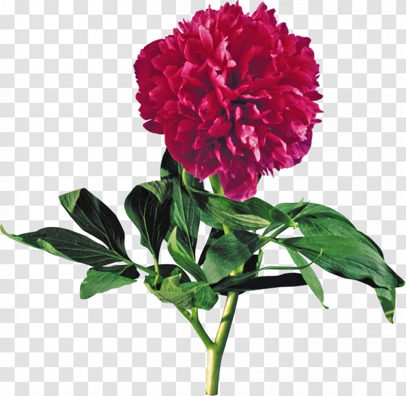 Moutan Peony Flower Red Clip Art - Plant Transparent PNG