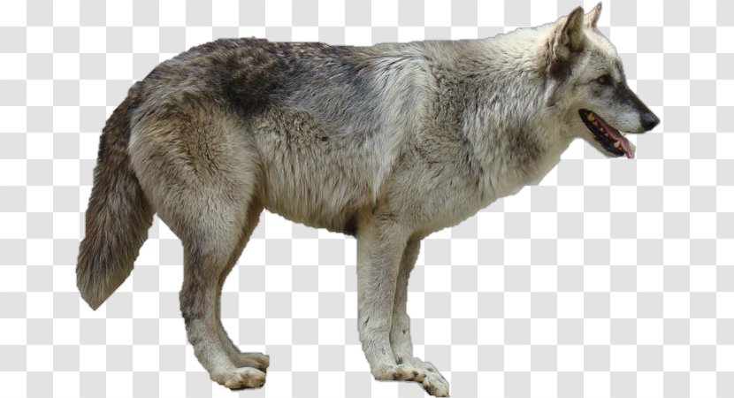 Dog The Arctic Wolf Clip Art - Fur Transparent PNG