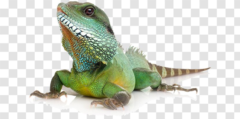 Common Iguanas Reptile Komodo Dragon Lizard Chinese Water - Reptil Transparent PNG