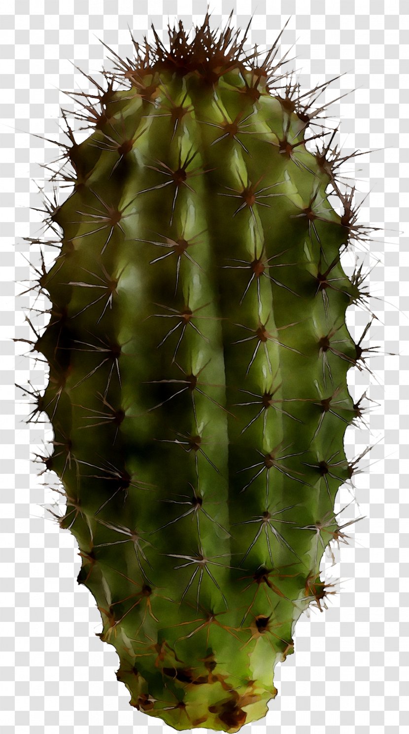 Barbary Fig Eastern Prickly Pear San Pedro Cactus Thorns, Spines, And Prickles - Botany - Echinocereus Transparent PNG