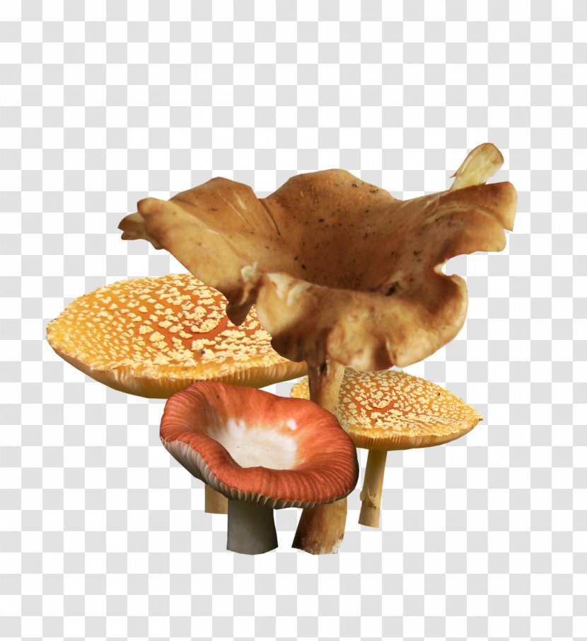 Mushroom Fungus Clip Art - Multipleimage Network Graphics Transparent PNG
