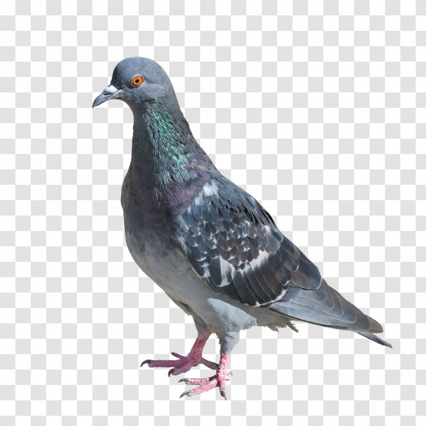 Columbidae Rock Dove Bird Photography - Pigeon Transparent PNG