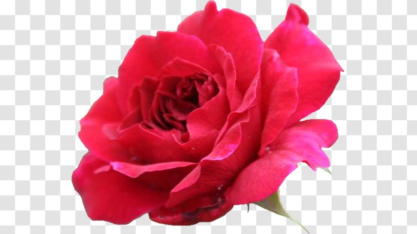Garden Roses Flower Cabbage Rose Clip Art - Order Transparent PNG