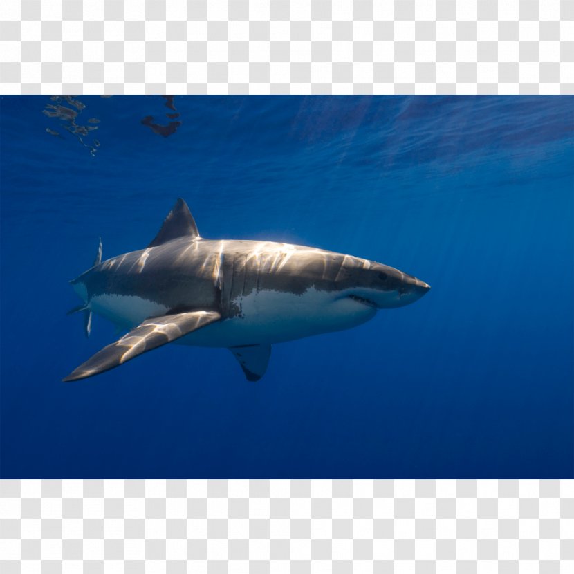 Great White Shark Tiger Requiem Lamnidae Bull - Marine Mammal - Spinner Dolphin Transparent PNG