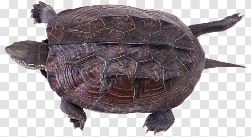 Common Snapping Turtle Reptile Box Turtles Tortoise - Tortuga Transparent PNG