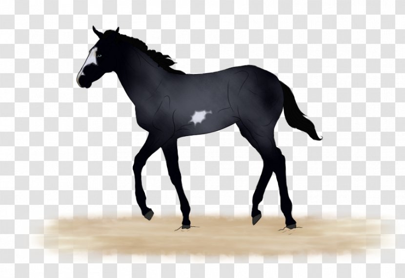 Horse Foal Křížení Heterosis Halter - Mammal Transparent PNG