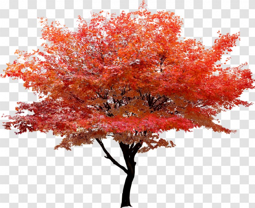 Red Maple Tree Autumn Leaf Color - Poster Transparent PNG