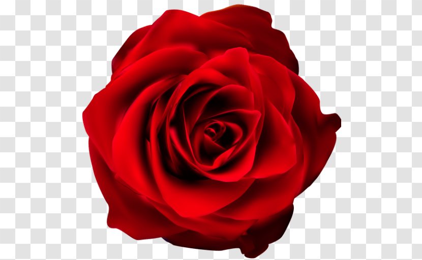 Garden Roses Clip Art Flower Image - Rose Transparent PNG