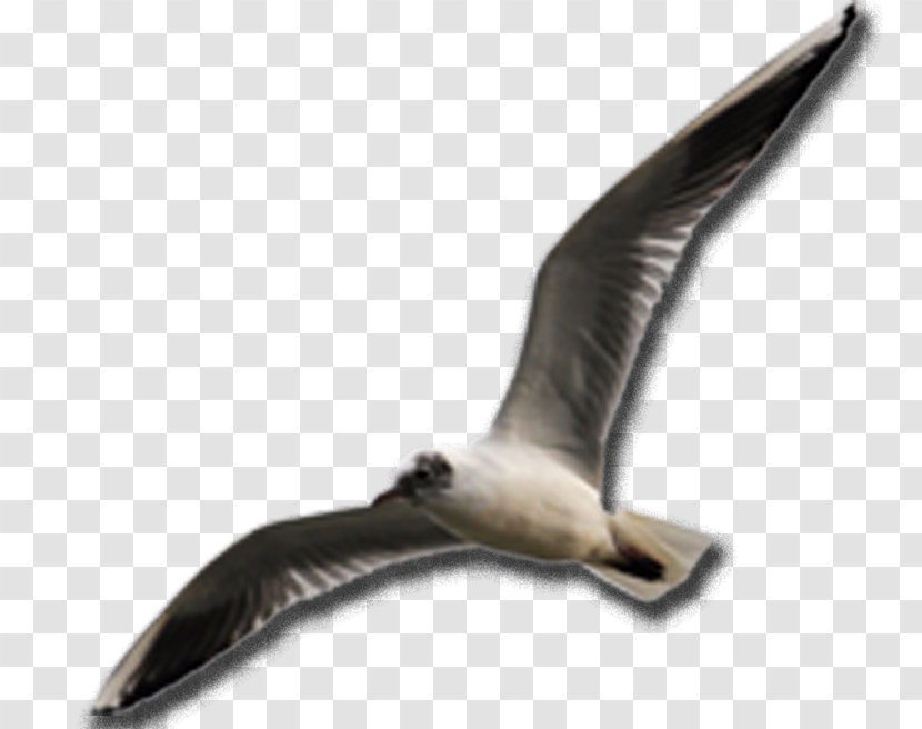 Beak Fauna Seabird - Bird Transparent PNG