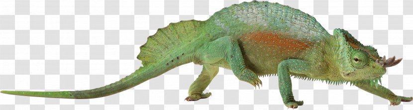 Lizard Chameleons Reptile Common Iguanas - Organism - Ferret Transparent PNG