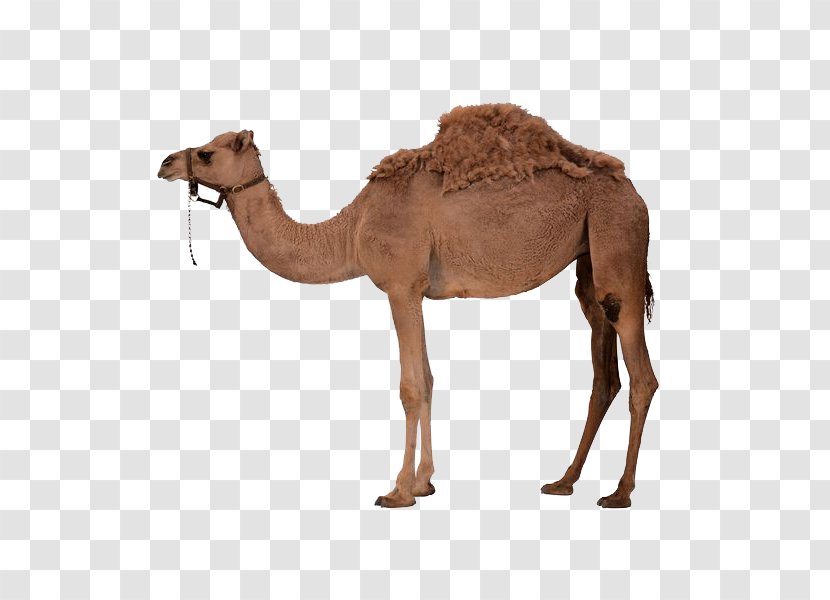 Dromedary Bactrian Camel Clip Art - Terrestrial Animal - A Transparent PNG