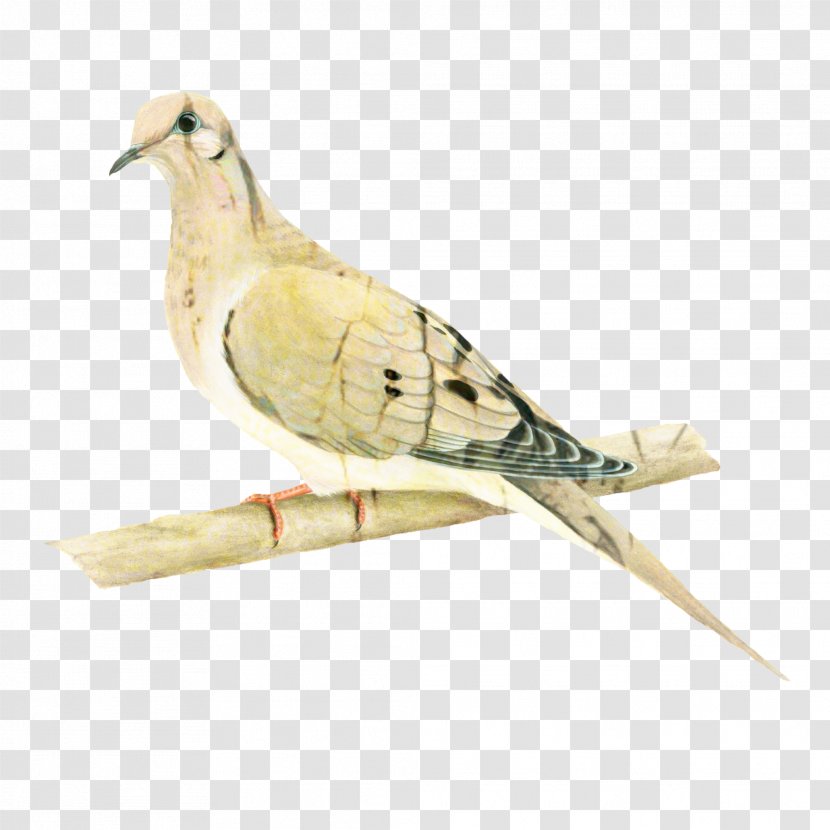 Dove Bird - Beak - Cuckoo Tail Transparent PNG