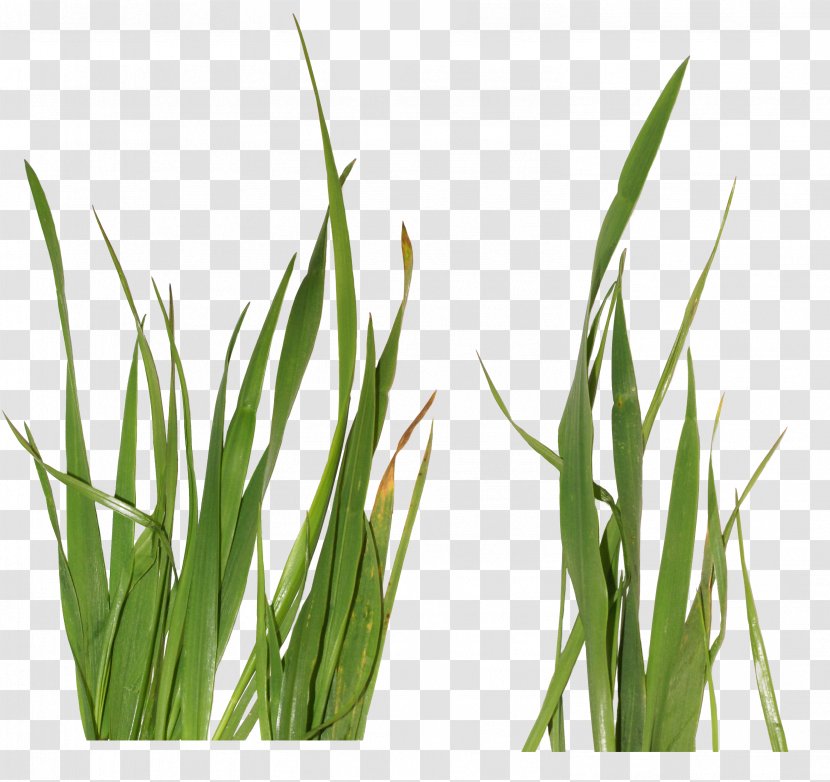 Grasses Clip Art - Grass Family Transparent PNG