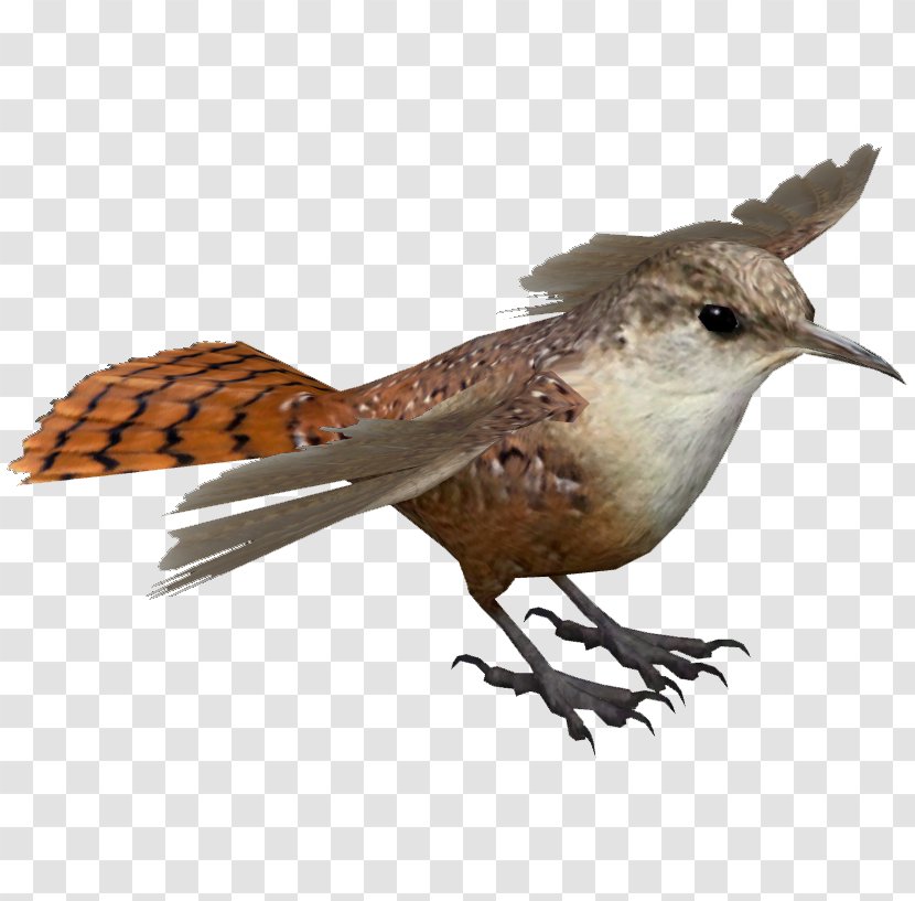 Canyon Wren Colorado Plateau Bird Zoo Tycoon 2 Cat - North America Transparent PNG