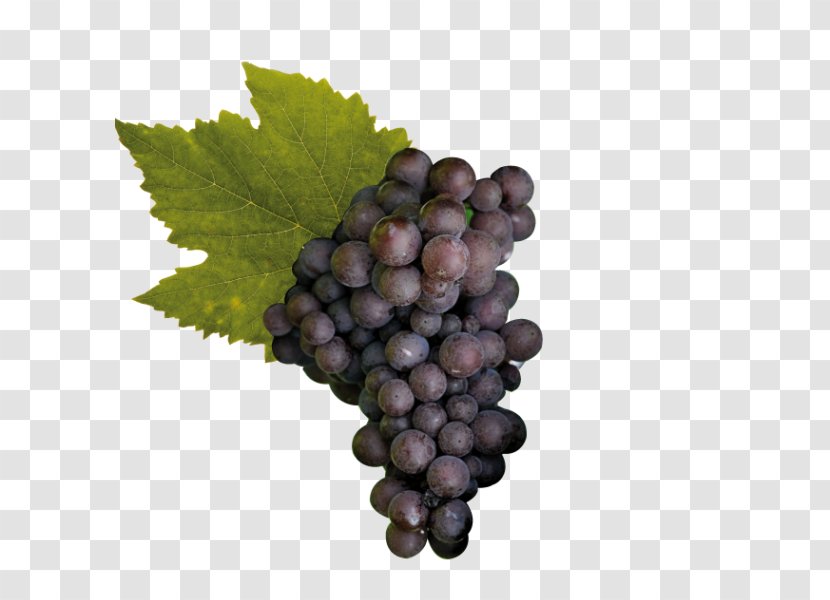 Sultana Pinot Noir Raboso Gris Cabernet Sauvignon - Common Grape Vine - Wine Transparent PNG
