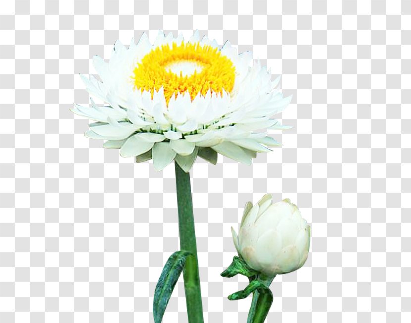 Chrysanthemum Oxeye Daisy Download - Artificial Flower - Two White Wax Picture Material Transparent PNG