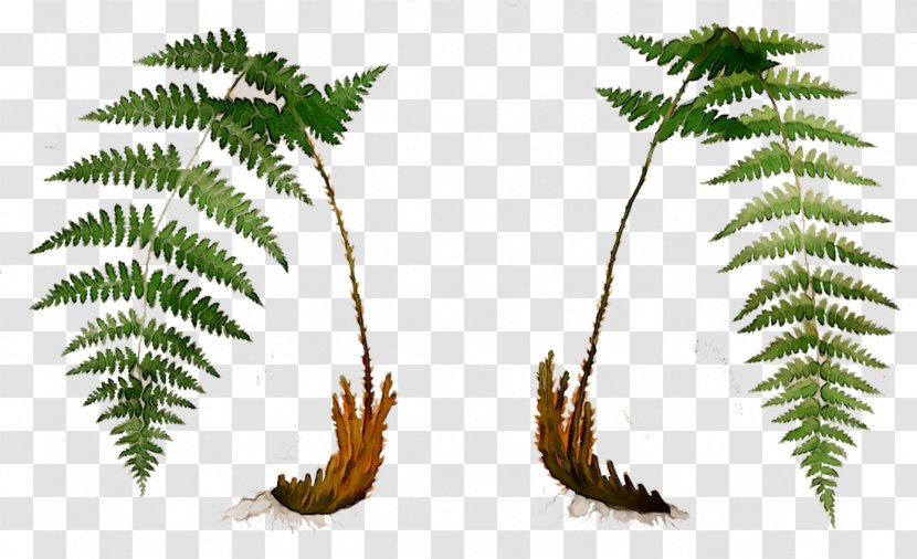 Palm Trees Fern Leaf Plant Stem Terrestrial - Elaeis Transparent PNG