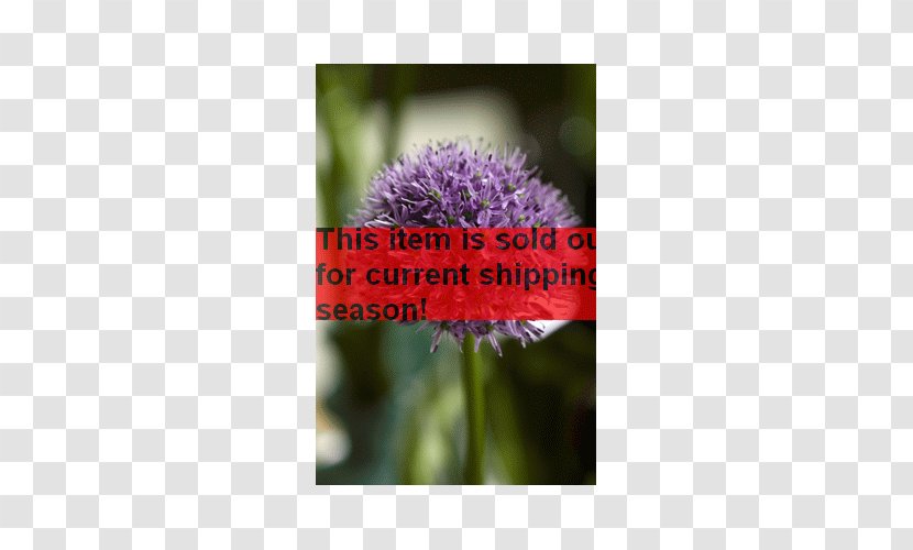 Allium Hollandicum Bulb Aflatunense Milk Thistle Desktop Wallpaper - Violet - Spring Blooming Transparent PNG