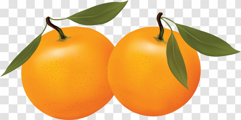 Clementine Longwood Tangerine Orange - Vegetarian Food - Image Download Transparent PNG