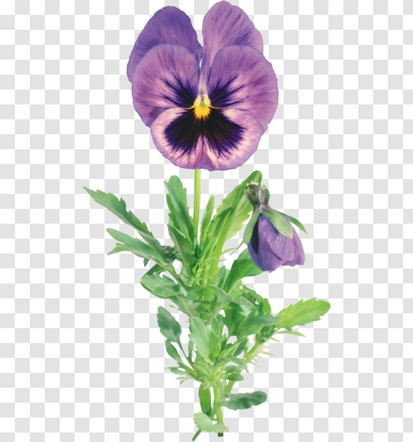 Pansy Flower Garden Clip Art - Flowering Plant Transparent PNG