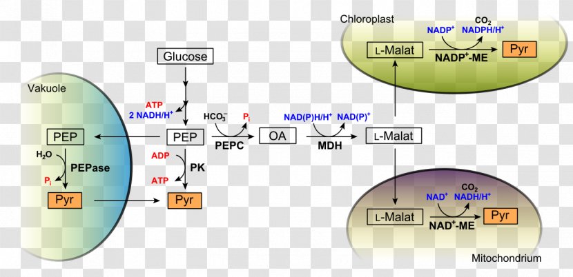 Glycolysis Metabolism Anaerobic Organism Respiration - Pep Transparent PNG