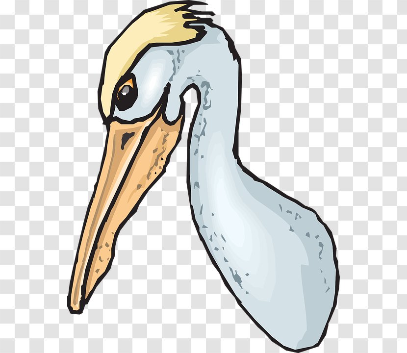 Duck Seabird Beak Clip Art - Australian Pelican Transparent PNG