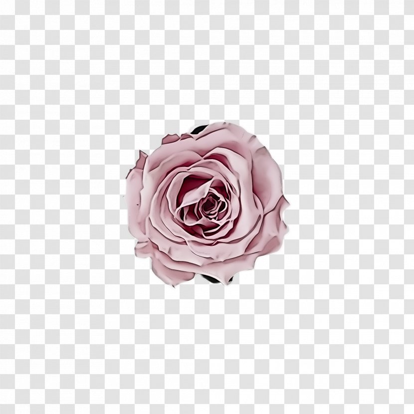 Garden Roses - White - Hybrid Tea Rose Cut Flowers Transparent PNG