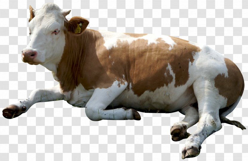 Cattle Clip Art - Animal Slaughter - Cow Sitting Transparent PNG