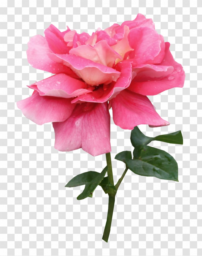 Centifolia Roses Garden Pink - Plant Stem - Rose Transparent PNG