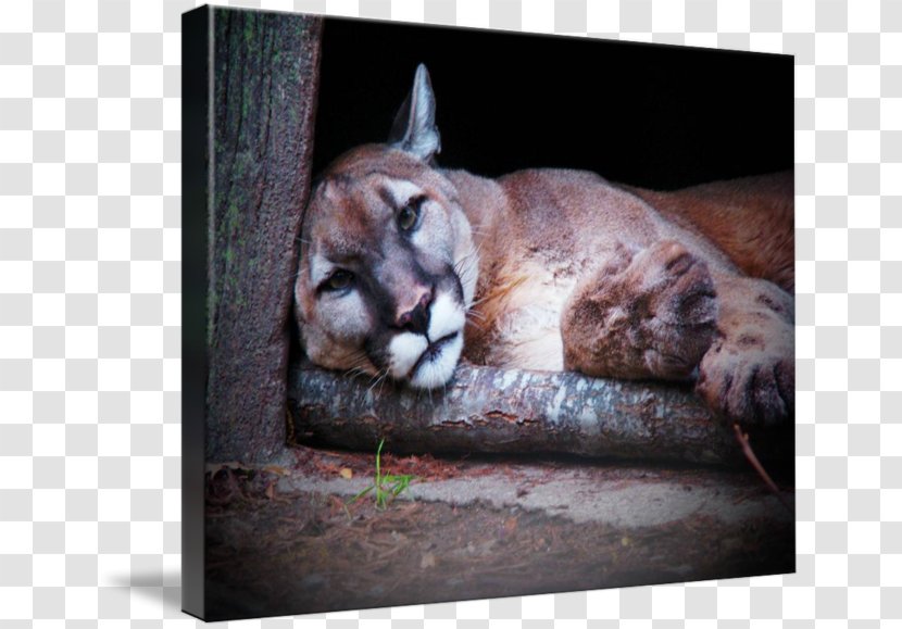 Cougar Whiskers Big Cat Snout - Small To Medium Sized Cats Transparent PNG