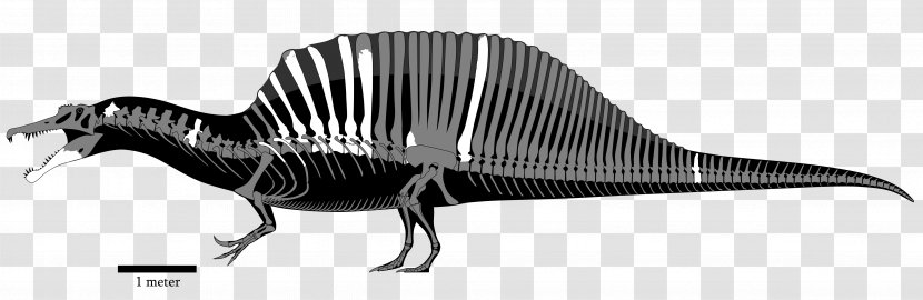 Tyrannosaurus Dinosaur Baryonyx Giganotosaurus Carcharodontosaurus Transparent PNG