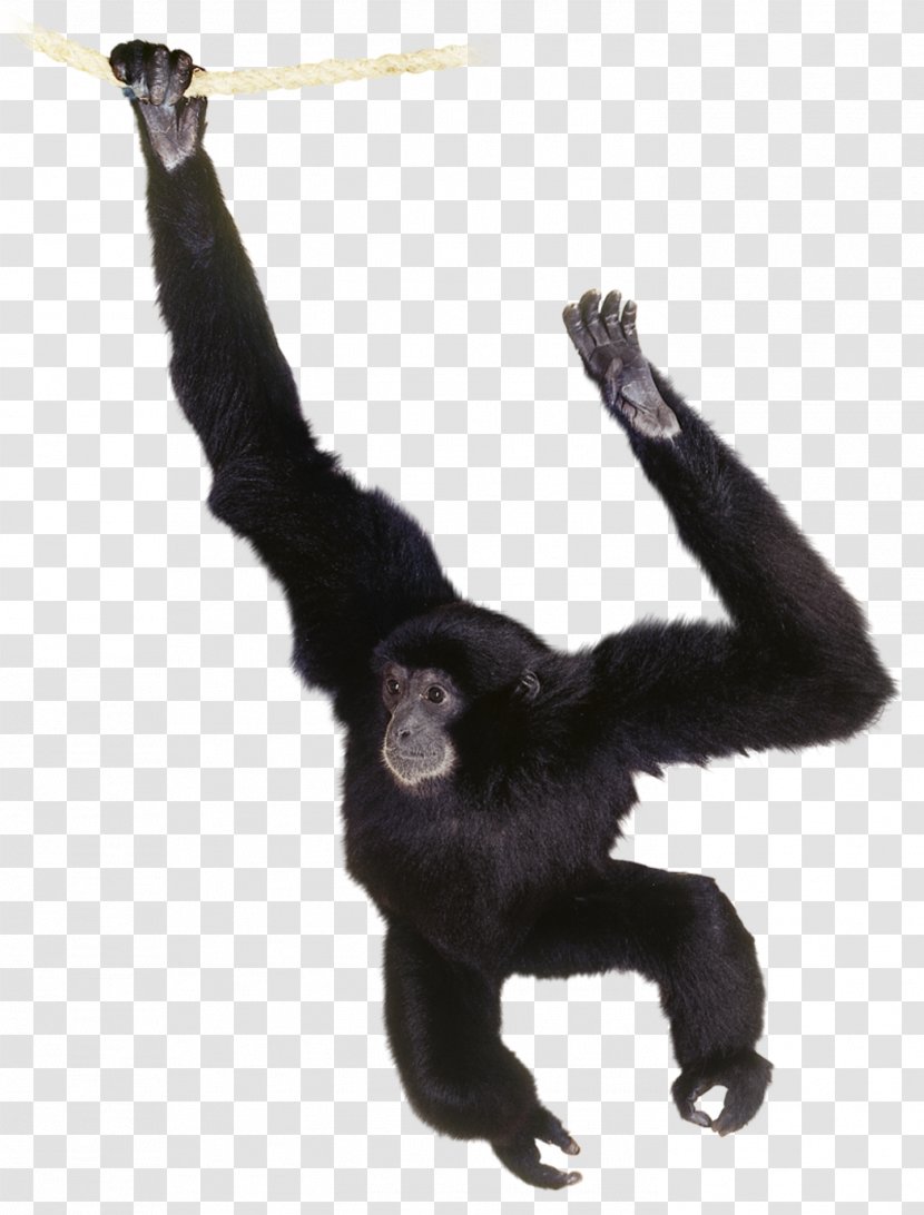 Gorilla Common Chimpanzee Gibbon Primate Orangutan Transparent PNG