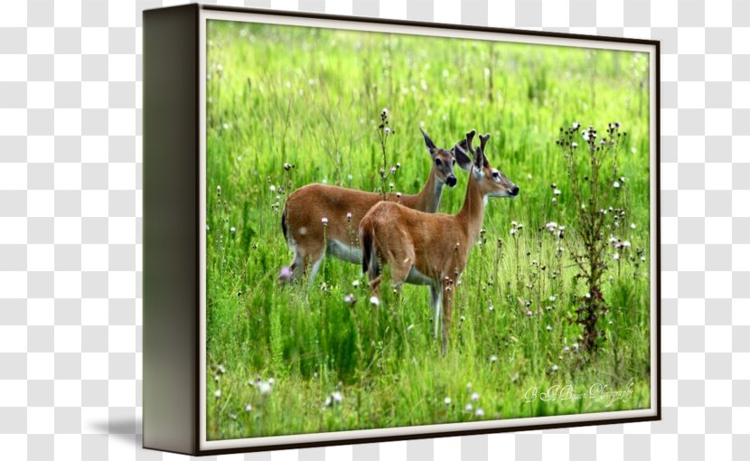 Deer Wildlife Antelope Fauna Terrestrial Animal - Grass - Young Bucks Transparent PNG