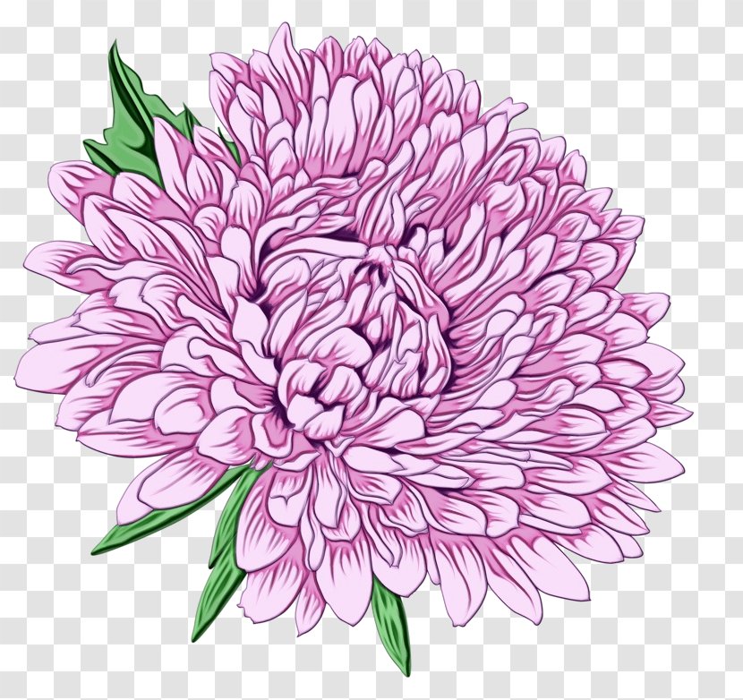 Dahlia Chrysanthemum Floral Design Cut Flowers - Flowering Plant Transparent PNG