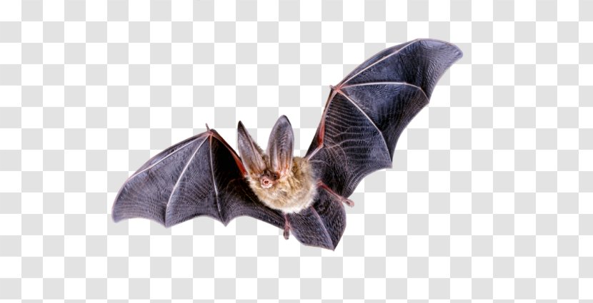 Bat Flight Northern Long-eared Myotis Clip Art - Brown Longeared Transparent PNG