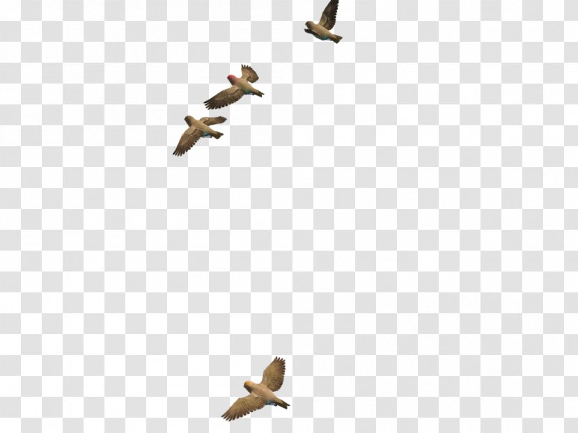 Bird Duck - Flying Transparent Image Transparent PNG